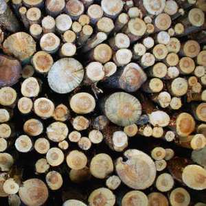 238224-stock-photo-nature-tree-wood-brown-lie-natural